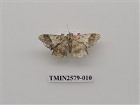 藏品(尺蛾89)的圖片